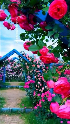 “Dreamy Flower Garden 🌸 | Peaceful Nature Video 4K”
