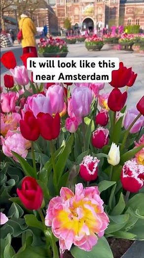 The best places to see Tulip fields near Amsterdam!