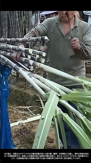 【現場の技術】サトウキビの収穫と精製工程：大地の甘みを引き出す知恵