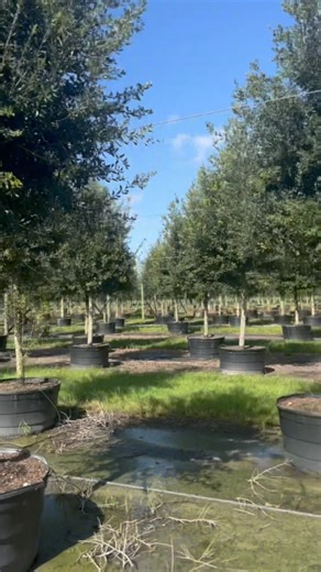 Plantology USA on Instagram: "Say hello to the silver buttonwood! 👋 This unique tree is a must-have for any coastal garden. It’s known for its silvery-gray leaves and its ability to tolerate salty air. 🌊 Silver buttonwoods are also very easy to care for. They thrive in full sun and well-drained soil. They only need to be watered deeply once a week, and they don’t require much fertilizer. ☀️ Another great thing about silver buttonwoods is that they’re very drought-tolerant. So you