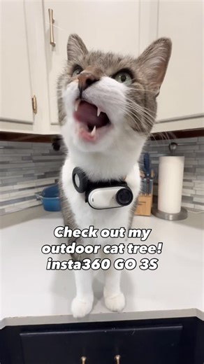 Mr. Kitters📣🐈 on Instagram: "Take a look at my outdoor cat tree! MaMOW! 📣🐈 Shot on @insta360 GO 3S #cat #cats #insta360 #insta360catcam #insta360petcam"