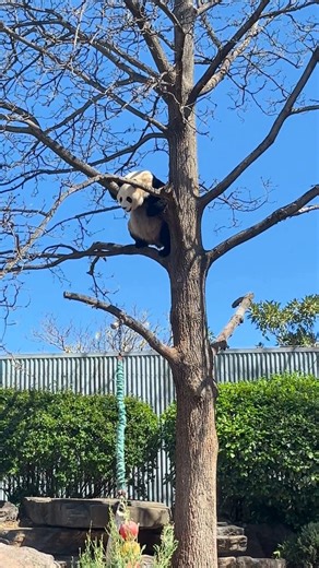 Yi Lan showing how to climb up and down in the most adorable way 🐼🥰 #Panda #panda #pandas #AdelaideZoo #adelaidezoo #PandaClimbing #climbing #fun #cute #reelsviralシ #reelsviralシfb #pandalover #pandalove | Quality Events Adelaide Zoo
