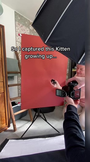 Calico Maine Coon Kitten Growth Process | 10 Months Time-lapse