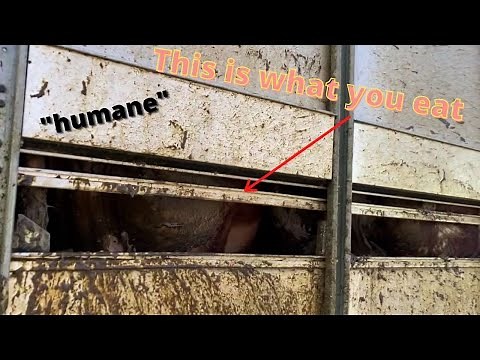 Norwich Livestock Market | 24/04/2021