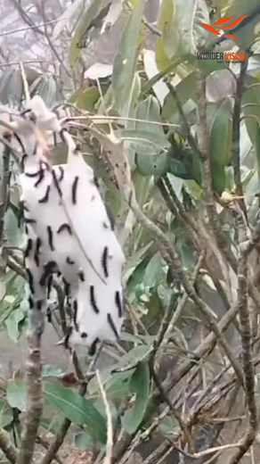  Sandakphu Red Panda Expedition – Explore the Himalayan Wilderness...