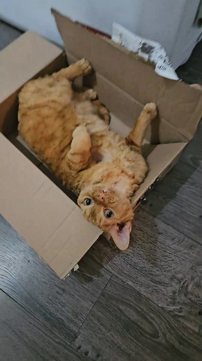Big baby boy in a box !📦