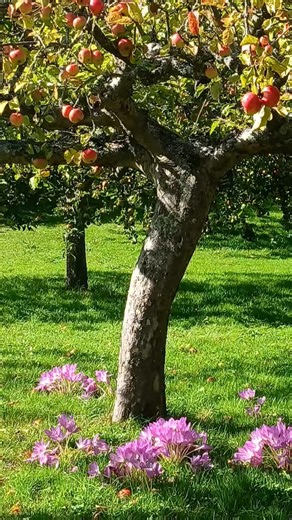 Churchill's Chartwell