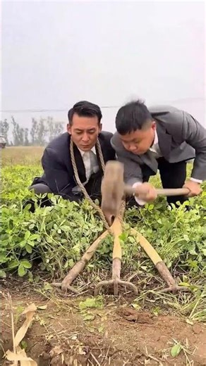 Digging process of peanuts with hoes