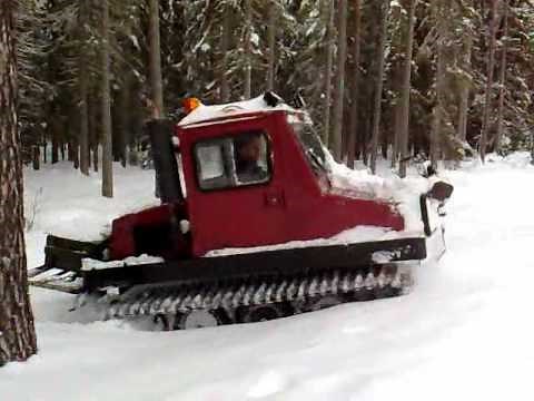 Bombardier Bombi in Swedish forest.