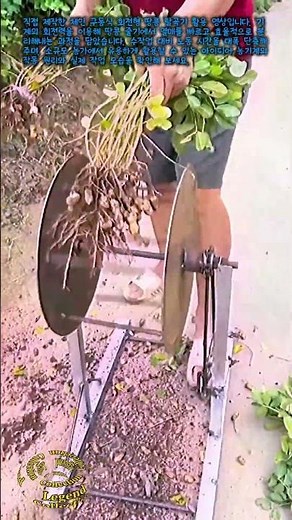체인 구동식 회전형 땅콩 탈곡기 구조와 사용법 #worker #process #peanut #agriculture #technology