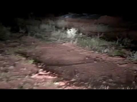 WARNING: GRAPHIC CONTENT - Australia's mice plague overwhelms farmer in New South Wales