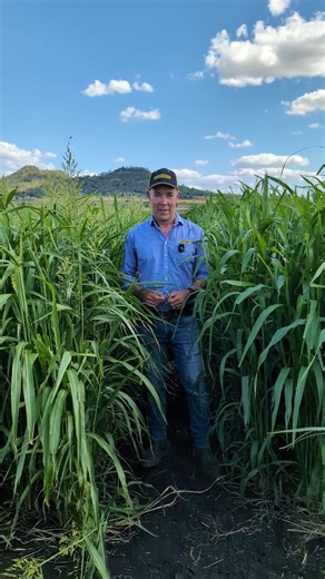 BREAKTHROUGH in Forage Sorghum! Introducing Nudan, the next gen hybrid that's changing the game: • Higher live weight gain • More metabolisable energy • Increased fiber content Are you ready to take your livestock production to the next level? | Barenbrug Australia