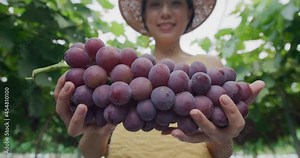 Woman hold with her harvest in grape farm
