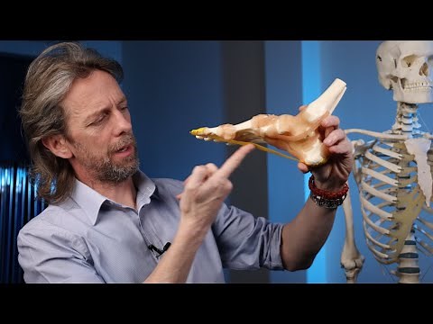 What is the plantar fascia (plantar aponeurosis)?