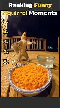 Ranking Funny Squirrel Moments