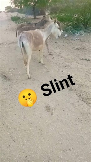 تستمتع الحمير البرية بالحياة في لحظاتها السعيدة.Wild donkeys enjoy life in happy moments.