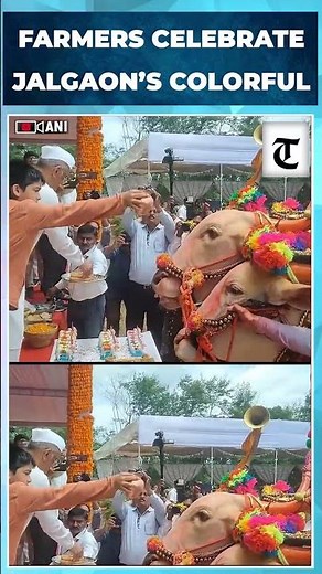 Farmers celebrate vibrant Pola festival in Maharashtra's Jalgaon