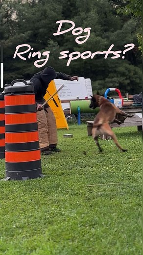 🌍Mondio Ring 🇫🇷French Ring🇧🇪Belgium Ring (Ring Sports) are 🐕 obedience and protection sports that require a high level skill set on the dog the handler and the decoy who is the opposition. There are different scenarios that require different training techniques and some emulate the old European daily lifestyle chores of farm life. Remember the Belgium Mals and Dutch Shepherds were not always police dogs.. They were farm and utility dogs that did daily life tasks.. These are some of the sce