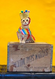 1K views · 59 reactions | 朗✨ WOO HOO‼ #BCAS could NOT WAIT to share this behind-the-scenes footage of our FAVORITE photographer & the magic that is happening here at our facility‼✨ Annmarie Young Photography photos LOADING . . . . . (Pictured here is Lively who JUST got adopted before his photos could debut!‼) #PetPhotography #PetPhotos #BurlingtonCounty #BurlingtonCountyNJ #Cats #Dogs #AdoptDontShop #thinkoutsidethebreed | Burlington County Animal Shelter | Facebook