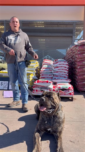 Cane Corso | AKC | ICCF on Instagram: "People ask me how much Rocky costs. The truth? The purchase price was the cheapest part. Food, vet bills, equipment — it adds up fast. But with a powerful guardian breed like a Cane Corso, training should be the biggest expense. Structure, obedience, and accountability aren’t optional. They’re what turn power into control and a dog into a trusted partner. If you’re thinking about this breed, budget for responsibility — not just the dog. Serious dogs require