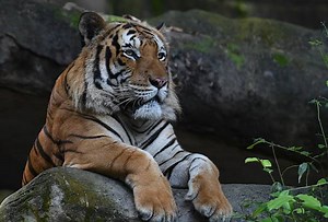 Pahang and UAE join forces to protect the critically endangered Malayan tiger