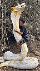 14M views · 140K reactions | winged snake that guards bamboo trees #snake #Ai #trending #viral | Andri Gendrek | Facebook
