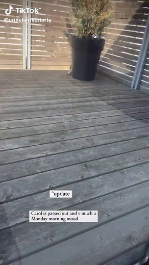 Raccoon Naps on Deck: A Monday Morning Mood
