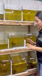 Cómo reproducir peces Betta Episodio 6️⃣ “trasladando los alevines a la zona de crecimiento” | Bettas LOTTO Colombia