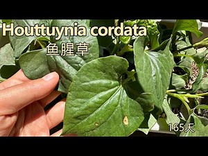 鱼腥草(折耳根）全成长时间推移 — 从萌芽到成熟Fish Mint Time-Lapse: Watch Houttuynia cordata Grow from Sprout to Full Leaf
