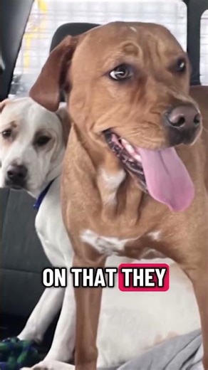 Dogs rescued by snow plow driver during blizzard