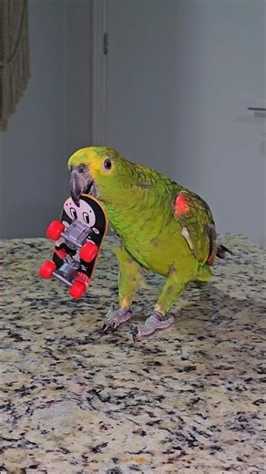 Skateboarding Parrot #birds #parrots #parrot #papagaio #animals #pets #animal #skate #skateboarding