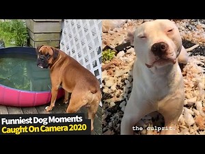 Top 16 Funniest Dog Moments Caught On Camera | Best Dog Videos Of 2020