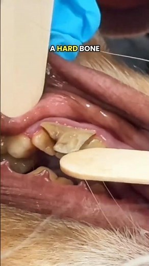 What happened to this dogs tooth?