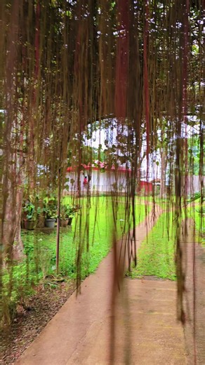 Discover the Century Tree: Over 1300 Years Old in Philippines