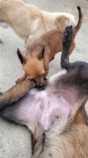 #animals #viral #puppy #shortvideo #chihuahua #dog #malinois #live #motivation