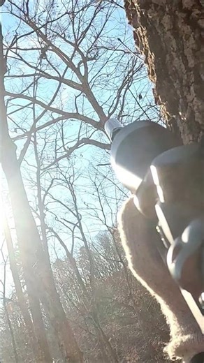 Hunting fox squirrel with a .22LR long rifle.#hunting #squirrel #outdoors #views