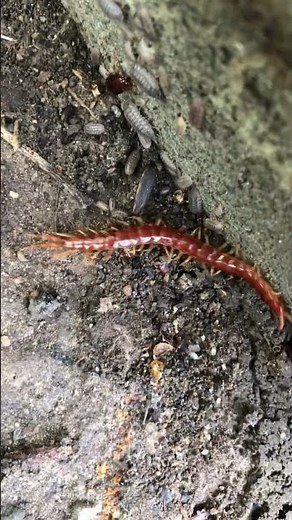 Eastern Red Centipede. #centipede#wildlife#nature