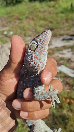 Big Tokay #Gecko