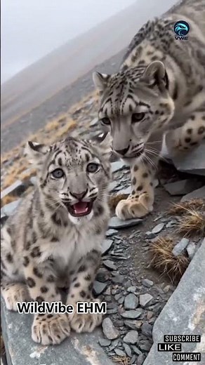 Why This Snow Leopard Cub Keeps Crying for Mom #animals #wildliferescue #naturelovers