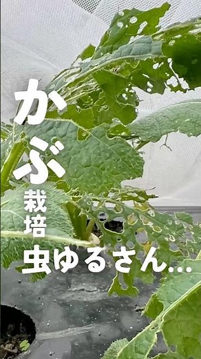 【かぶ栽培】虫許さん！虫対策と収穫 #家庭菜園 #かぶ #shorts