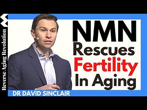 NMN Rescues Fertility In Aging | Dr David Sinclair Interview Clips
