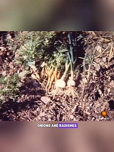 64K views · 2.5K reactions | Dick Proenneke showed in his documentary how he kept his food fresh using his DIY refrigerator. 蓼 -Dubbed Audio #fblifestyle #dickproenneke #logcabin #snow #offgrid #winter #alaskalife #nature #history #lifestyle | Bonfire 2.0 | Facebook