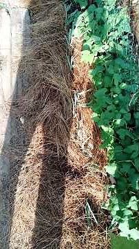 Goutte-à-goutte ou Tuyau poreux : Quel arrosage pour quel légume ?