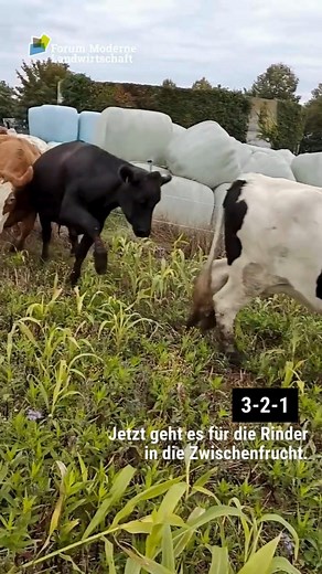 🐑 Hast du schon mal von "Mob Grazing" gehört? Mob Grazing ist eine Art der Beweidung und kommt ursprünglich aus Nordamerika und dem südlichen Afrika. Im eigentlichen Sinne wird das Weideverhalten von Wildtieren in trockenen Regionen wie der Savanne imitiert. ❓Wie geht das? 💡 In kurzer Zeit beweiden viele Tiere eine Fläche mit hohem Bewuchs. Dadurch, dass sich die Herde diese Fläche teilt und sie im Wettbewerb um das saftige Gras stehen, sind die einzelnen Tiere weniger wählerisch und beweiden
