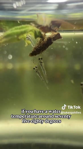 Baby Goldfish Hatchlings: A Fast Development Journey