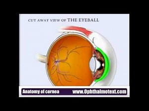 Anatomy of cornea