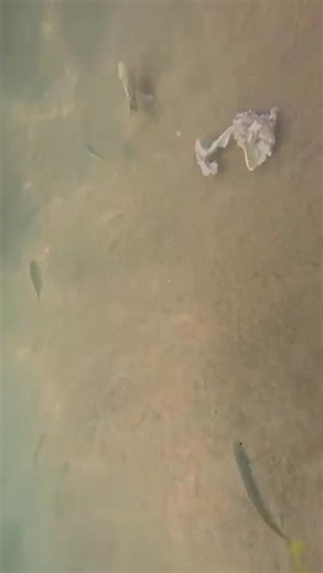 Testing What Fish Eat Underwater (Chicken Edition 🐟🍗)