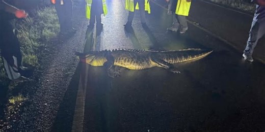 Firefighters respond to vehicle accident involving alligator