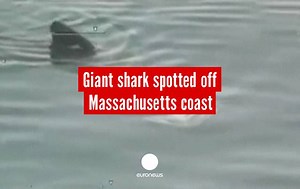 50K views · 387 reactions | [no comment] Giant 7.6m basking shark spotted off Massachusetts coast, USA Don't miss our upcoming videos, subscribe to our YouTube channel here --> eurone.ws/JyZtv | Euronews English | Facebook