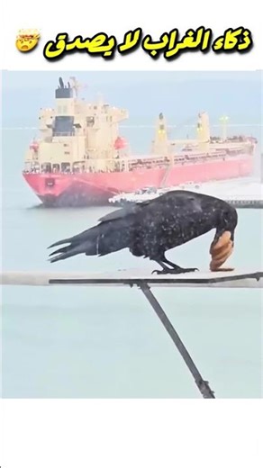 ذكاء الغراب الذي أذهل العلماء 🤯 لن تصدق ما فعله